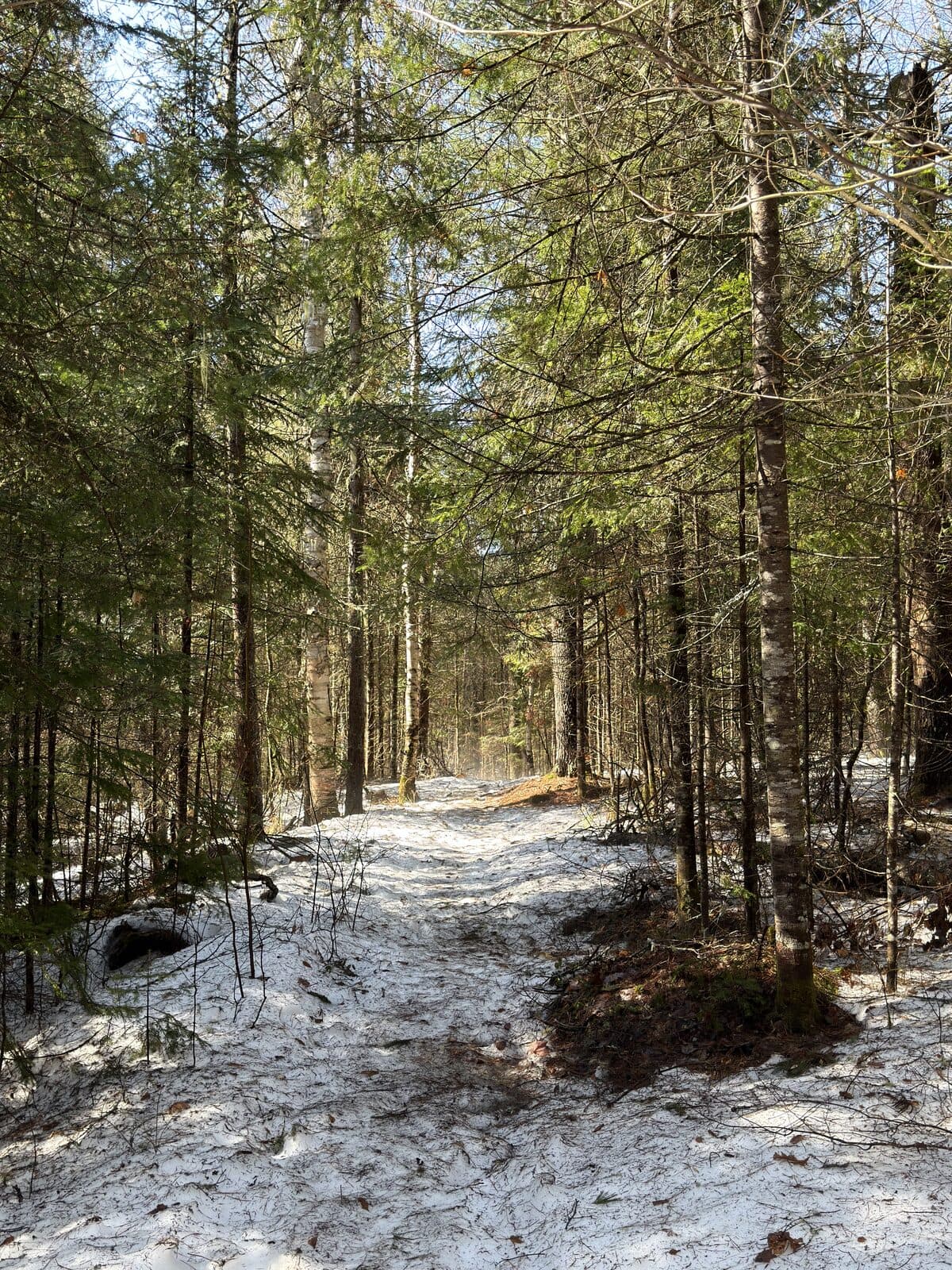 A trail through the trees in the Gatineau-Ottawa region